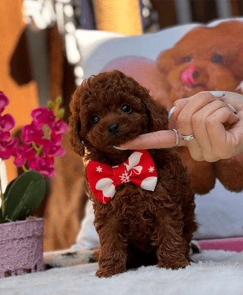 poodle satın al